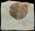 Detailed Fossil Leaf (Zizyphoides) - Montana #68295-1